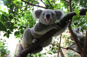 Zoo Dresden: Koala Mullaya