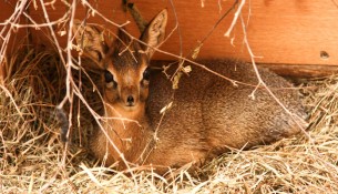 Zoo Dresden