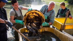 Sachsen Teichwirte haben am Samstag die Karpfensaison eröffnet.